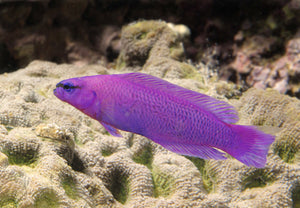 Orchid Dottyback