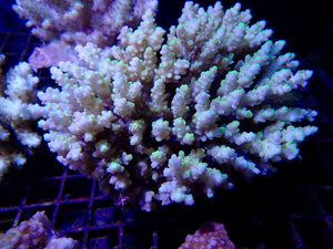 Acropora