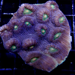 Chalice Echinophyllia sp.