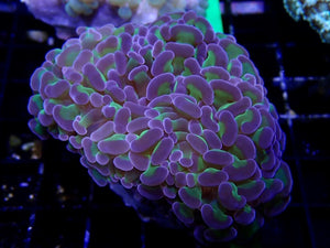 Hammer Euphyllia ancora Two Tone/ Toxic stem/ cherry Blossom
