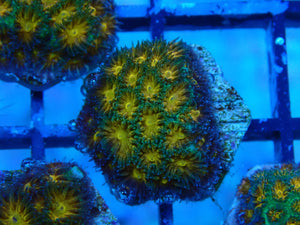 Leptastrea (Amber Alert)