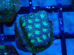 Leptastrea (Frosted)