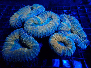 Lobophyllia sp. Tricolour Large