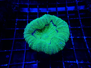 Lobophyllia sp. Small