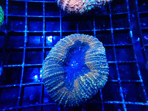 Lobophyllia sp.  Tricolour Medium