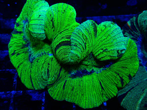 Trachyphyllia sp. Neon Green