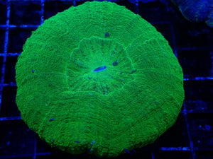 Scolymia sp. Green Large