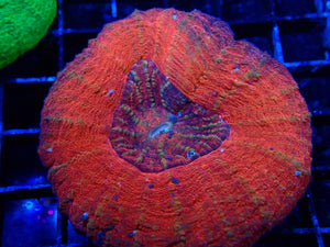 Scolymia sp. Burning Pascel