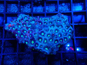 Mussidae sp. Favia War Coral