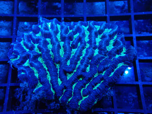 Platygyra sp. Maze Coral small