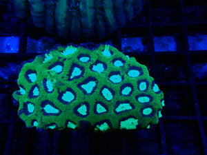 Platygyra Sp. Brain Coral