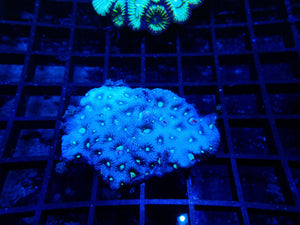 Platygyra Sp. Favia War Coral Small
