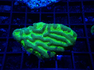 Platygyra Sp. Maze Coral Small