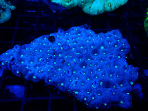 Platygyra sp. Brain War Coral Medium