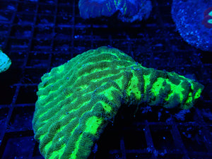 Platygyra sp. Maze Coral Medium