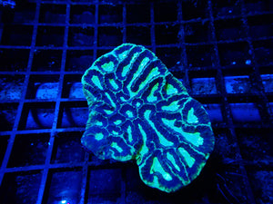 Platygyra sp. Maze Coral Small