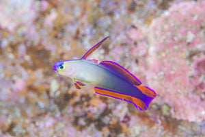 Decora Goby