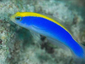 Sunrise Royal Dottyback