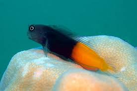Bi-Colour Blenny