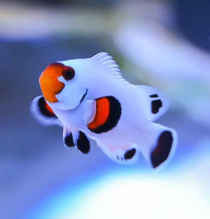 Fancy White Clownfish (Pair)