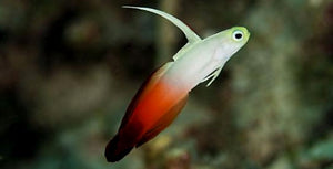 Fire Tail Goby