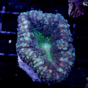 Lobophyllia sp. tiny
