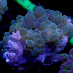 Bubble coral Plerogyra sinuous green