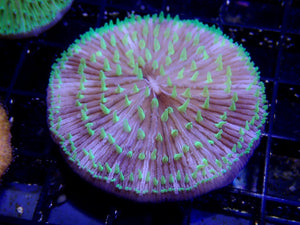 Fungia sp. purple base green tentacle