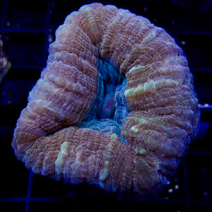 Lobophyllia sp. tiny