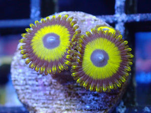 Lime Lakers (Zoa)