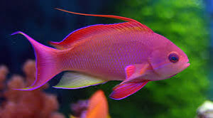 Lyretail Anthias (Male)