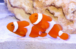Tangerine Clownfish